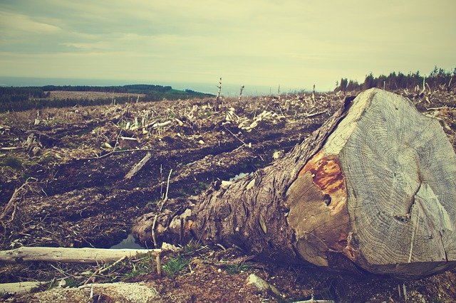 deforestation-g384a07a6b_640